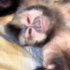 Monos 21