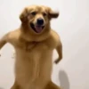 Животные, созданные с помощью ИИ 🐶 7