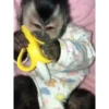 Monos 5