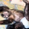 Monos 20