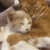 GIFs de Gatos Reações 2 🐱 16