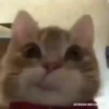 Gatos para tus chats  11
