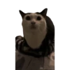 Cat Meme 2025 16