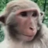 Macaquinhos reagindo 🙈 20