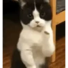 MEMES 🌟 12 😺