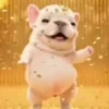 Pibble perro Tiktok 😎 20
