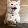 Gatinho Brincalhão