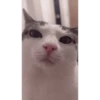 Cat Meme 2025 28