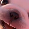 Perro pibble dog tiktok 5