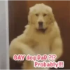 GAY dog DaD ?!? Probably!!!