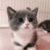 Adorável Gatinho Cinza