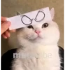 Gatinho 6