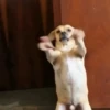 Perritos con actitud 2 📲🐕 19