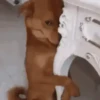Cachorro Furtivo