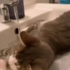 Gatitos lindos 3.0 - anubiss 5