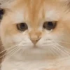 Mewing gato gatos 21