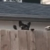 GIFs de Cachorros Reações 🐶 24