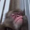Monos Moods🙊🙉 12