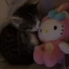 Gatitos lindos 3.0 - anubiss 28
