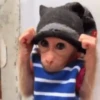 🙉Monos 🙊🐵 8