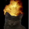 GATOS VIRALES 😸🐈🔥 14