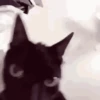 🐈‍⬛🐈😡 GATOS ENOJADOS 😡🐈🐈‍⬛ 7