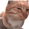 Mewing gato gatos 5