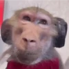 Monos Moods🙊🙉 9