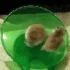 Hamster gifs baixa qualidade  19