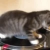 ❀ᮬ🐱⣧ ᩡᩡ Gatitos!©️Pochis 12
