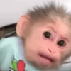 🙉Monos 🙊🐵 9