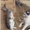 Peleas 2