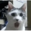 😸 Gatitos 😸 10