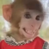 Monos  14