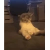Gatitos random 💥😼 21