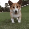 Cachorro Gif 10