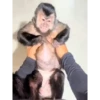 Monos 29