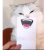 Gatinho 8