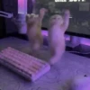 Gatos  19