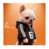 Perro Pibble Tiktok 🐶 ❤️ 7