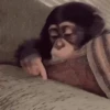 Macaco | Reações  12