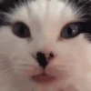 Gif kucing 9