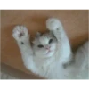 Gatitos Bonitos 6