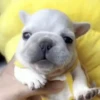 Perros 6