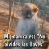 🍌🦍MoNoS #2🍌🦍 12