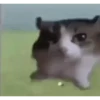 😸 Gatitos 😸 14
