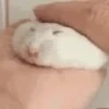 Hamster gifs baixa qualidade  21