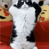 Gatos  17
