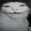 Uwu  12