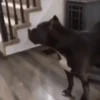 Perros y Gatos memes 🐾🐈🐶🐈‍⬛ 12